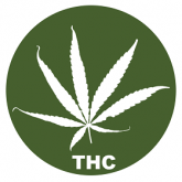 Graines de Cannabis à haute teneur en THC