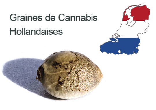 Graines de Cannabis hollandaises