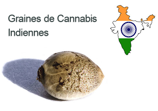 Graines de Cannabis indiennes